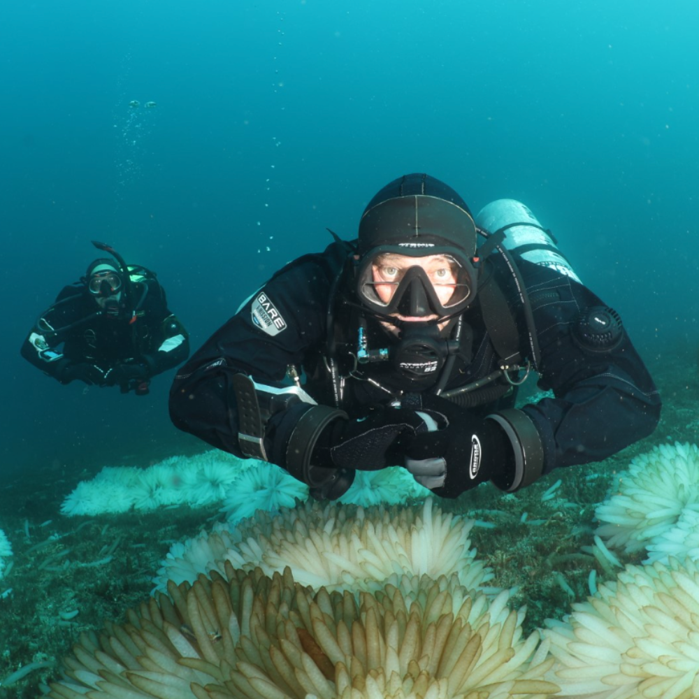 Dive Shop_Rusty Berry